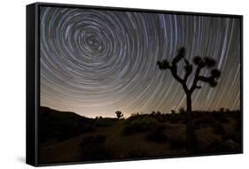 Star Trails and Joshua Trees in Joshua Tree National Park, California-null-Framed Stretched Canvas