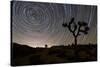 Star Trails and Joshua Trees in Joshua Tree National Park, California-null-Stretched Canvas