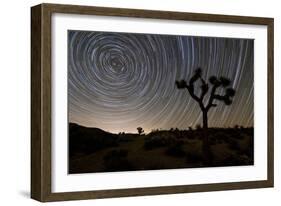 Star Trails and Joshua Trees in Joshua Tree National Park, California-null-Framed Photographic Print