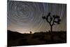 Star Trails and Joshua Trees in Joshua Tree National Park, California-null-Mounted Photographic Print