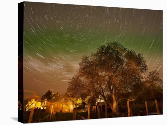 Star Trails Over Walnut Tree, Domain Road Vineyard, Central Otago, South Island, New Zealand-David Wall-Stretched Canvas