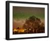 Star Trails Over Walnut Tree, Domain Road Vineyard, Central Otago, South Island, New Zealand-David Wall-Framed Premium Photographic Print