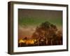 Star Trails Over Walnut Tree, Domain Road Vineyard, Central Otago, South Island, New Zealand-David Wall-Framed Photographic Print