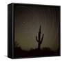 Star Trek Over Cacti, Tracing Stars as They Move Round North Star, Tucson, Arizona, USA-Tony Gervis-Framed Stretched Canvas