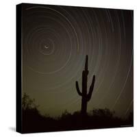 Star Trek Over Cacti, Tracing Stars as They Move Round North Star, Tucson, Arizona, USA-Tony Gervis-Stretched Canvas