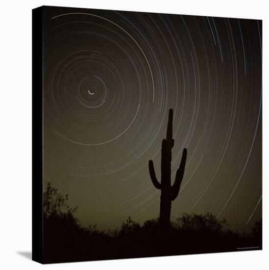 Star Trek Over Cacti, Tracing Stars as They Move Round North Star, Tucson, Arizona, USA-Tony Gervis-Stretched Canvas