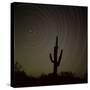 Star Trek Over Cacti, Tracing Stars as They Move Round North Star, Tucson, Arizona, USA-Tony Gervis-Stretched Canvas