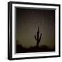 Star Trek Over Cacti, Tracing Stars as They Move Round North Star, Tucson, Arizona, USA-Tony Gervis-Framed Photographic Print