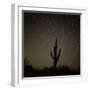 Star Trek Over Cacti, Tracing Stars as They Move Round North Star, Tucson, Arizona, USA-Tony Gervis-Framed Photographic Print