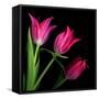 Star Tulips-Magda Indigo-Framed Stretched Canvas