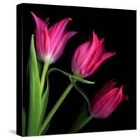 Star Tulips-Magda Indigo-Stretched Canvas