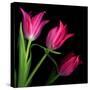 Star Tulips-Magda Indigo-Stretched Canvas