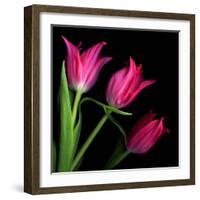 Star Tulips-Magda Indigo-Framed Photographic Print