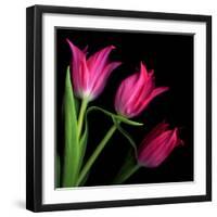 Star Tulips-Magda Indigo-Framed Photographic Print