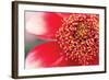 Starburst I-Dana Styber-Framed Premium Photographic Print