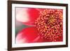 Starburst I-Dana Styber-Framed Photographic Print