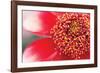 Starburst I-Dana Styber-Framed Photographic Print