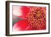 Starburst I-Dana Styber-Framed Photographic Print