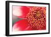 Starburst I-Dana Styber-Framed Photographic Print