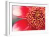 Starburst I-Dana Styber-Framed Photographic Print