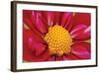 Starburst II-Dana Styber-Framed Premium Photographic Print