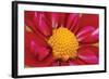 Starburst II-Dana Styber-Framed Premium Photographic Print