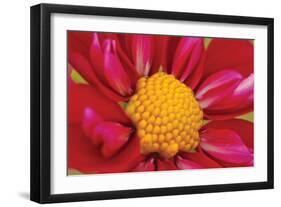 Starburst II-Dana Styber-Framed Photographic Print