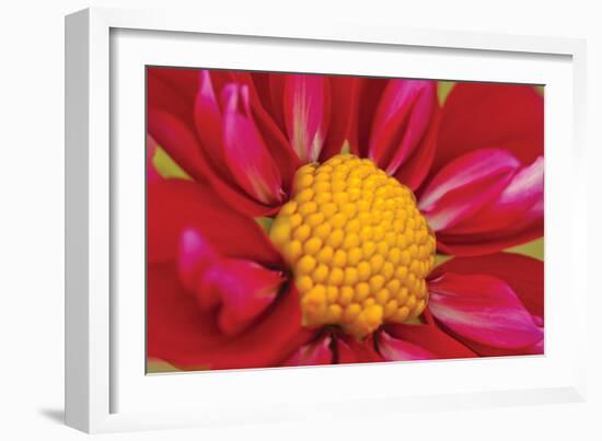 Starburst II-Dana Styber-Framed Photographic Print