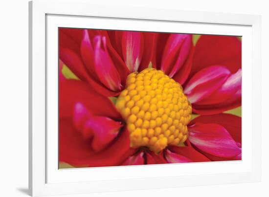 Starburst II-Dana Styber-Framed Photographic Print