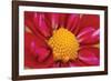 Starburst II-Dana Styber-Framed Photographic Print