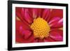 Starburst II-Dana Styber-Framed Photographic Print