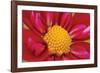 Starburst II-Dana Styber-Framed Photographic Print