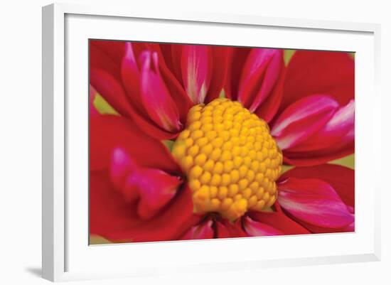 Starburst II-Dana Styber-Framed Photographic Print