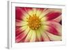 Starburst III-Dana Styber-Framed Premium Photographic Print