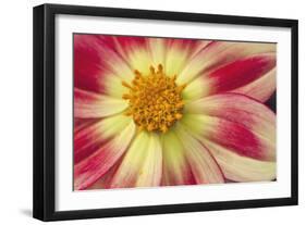 Starburst III-Dana Styber-Framed Photographic Print