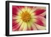 Starburst III-Dana Styber-Framed Photographic Print