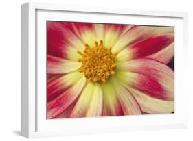 Starburst III-Dana Styber-Framed Photographic Print