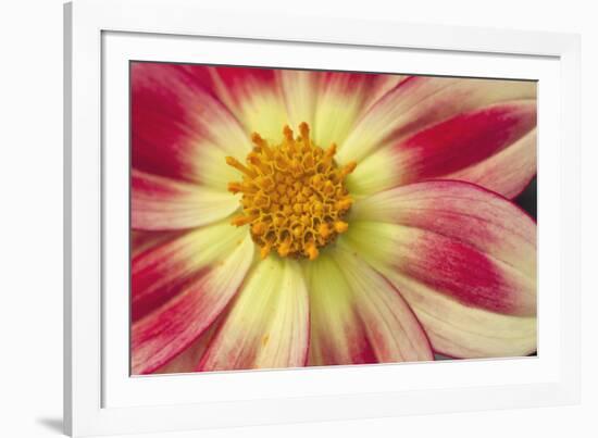 Starburst III-Dana Styber-Framed Photographic Print