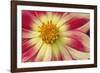 Starburst III-Dana Styber-Framed Photographic Print