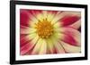 Starburst III-Dana Styber-Framed Photographic Print