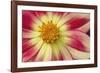 Starburst III-Dana Styber-Framed Photographic Print