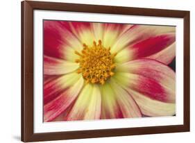 Starburst III-Dana Styber-Framed Photographic Print