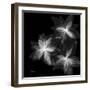 Starburst Inverted-Albert Koetsier-Framed Photographic Print