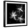 Starburst Inverted-Albert Koetsier-Framed Photographic Print