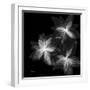 Starburst Inverted-Albert Koetsier-Framed Photographic Print