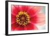 Starburst IV-Dana Styber-Framed Premium Photographic Print