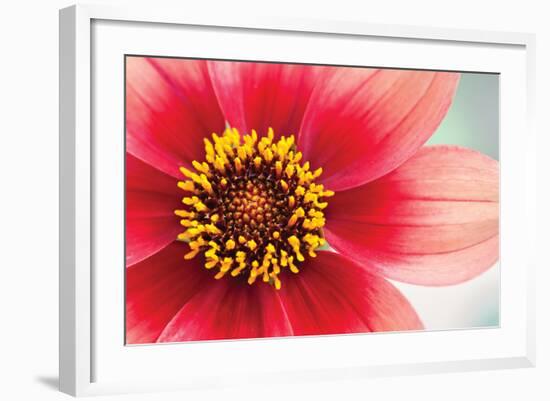 Starburst IV-Dana Styber-Framed Photographic Print