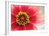 Starburst IV-Dana Styber-Framed Photographic Print