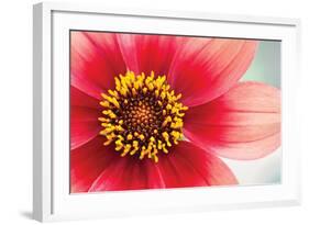 Starburst IV-Dana Styber-Framed Photographic Print