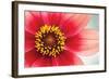 Starburst IV-Dana Styber-Framed Photographic Print